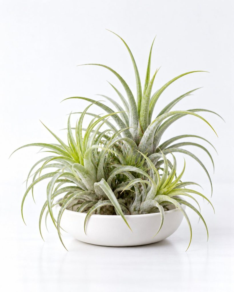 Air Plant