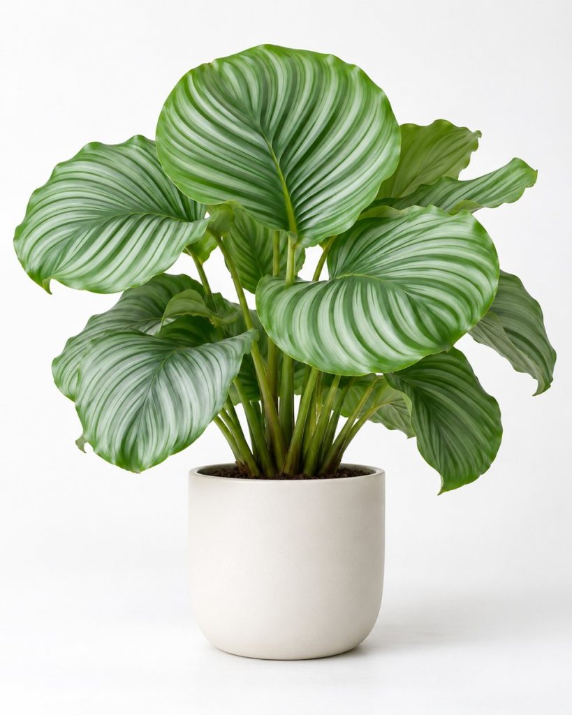 Calathea Orbifolia