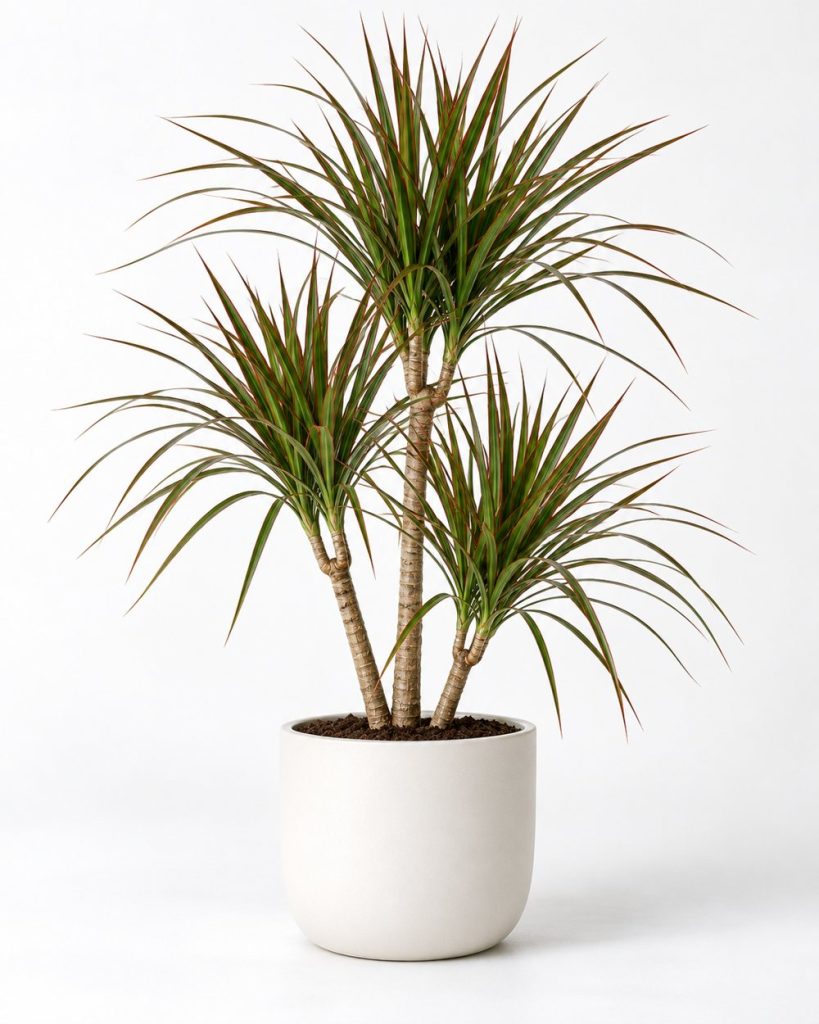Dracaena Marginata