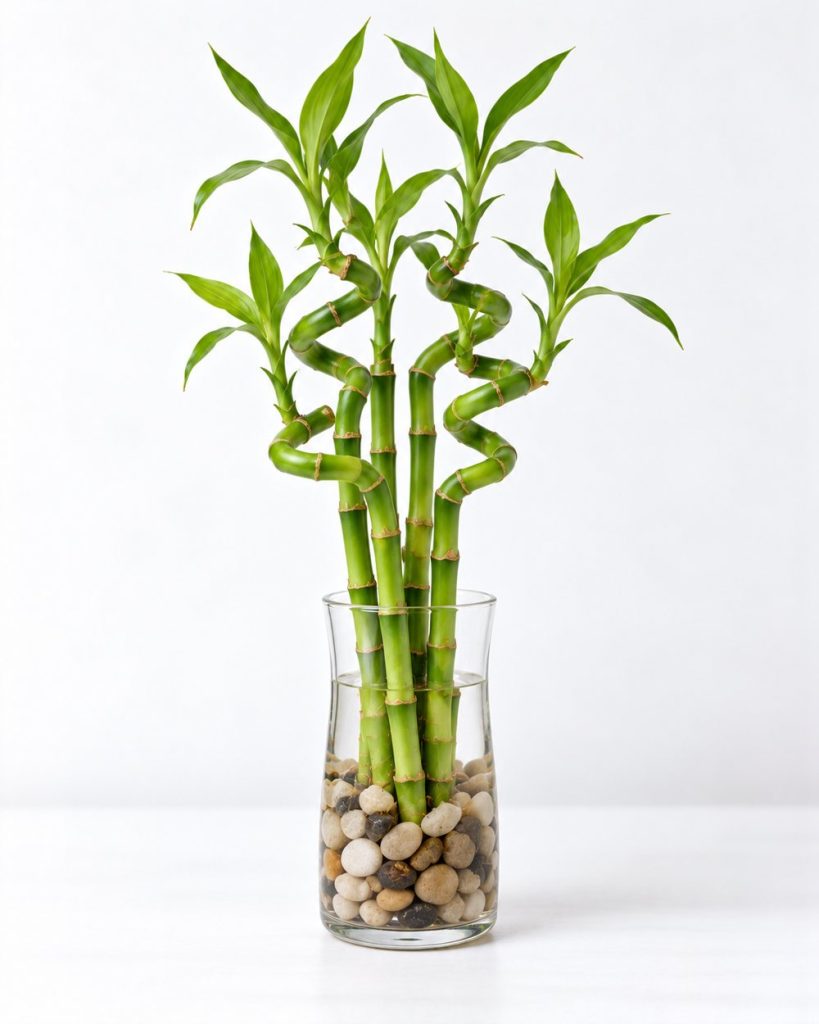 Lucky Bamboo