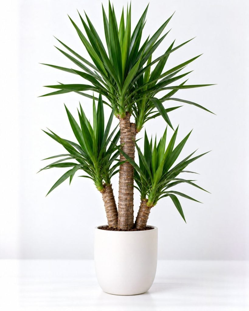 Yucca